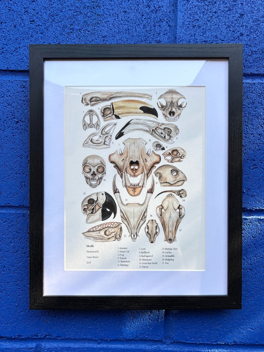 Framed Animal Skull Art Print